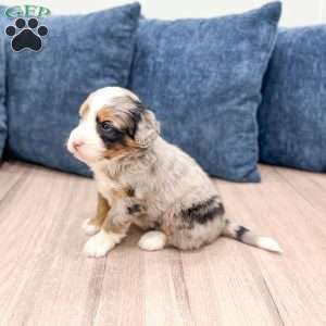 Raider, Mini Bernedoodle Puppy
