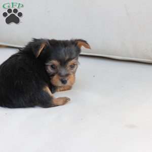 Jasper, Yorkie Puppy