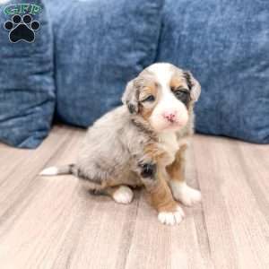 Raider, Mini Bernedoodle Puppy