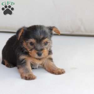 Jasper, Yorkie Puppy