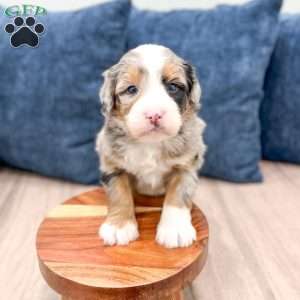 Raider, Mini Bernedoodle Puppy