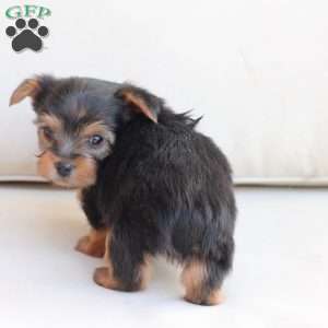 Jasper, Yorkie Puppy