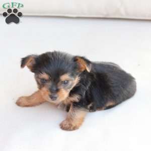 Benji, Yorkie Puppy