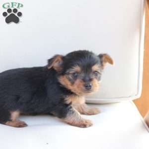 Benji, Yorkie Puppy