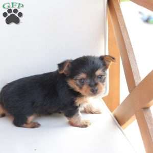 Benji, Yorkie Puppy