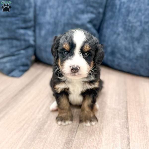 Haze, Mini Bernedoodle Puppy