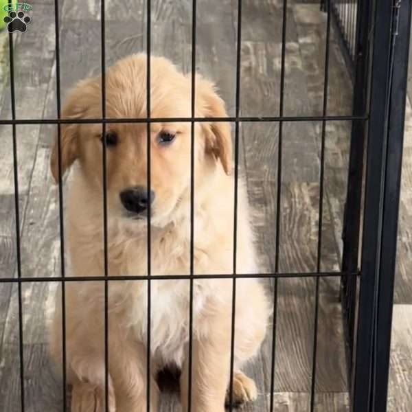Penny, Golden Retriever Puppy
