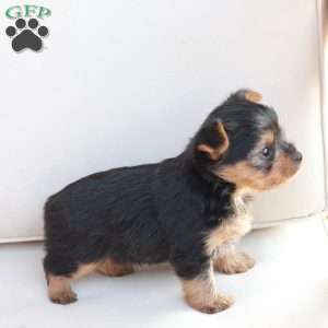 Benji, Yorkie Puppy