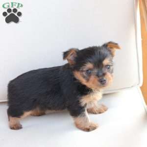 Benji, Yorkie Puppy