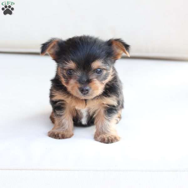 Benji, Yorkie Puppy