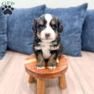 Haze, Mini Bernedoodle Puppy