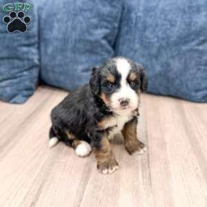 Haze, Mini Bernedoodle Puppy
