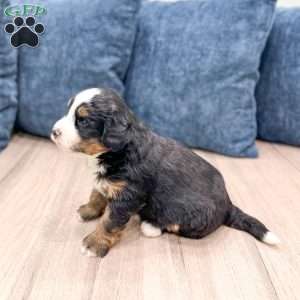 Haze, Mini Bernedoodle Puppy
