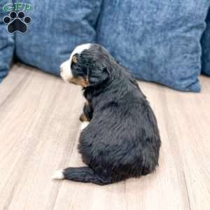 Haze, Mini Bernedoodle Puppy