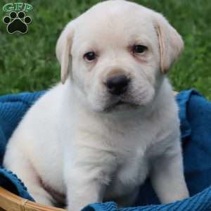 Irvin, Yellow Labrador Retriever Puppy
