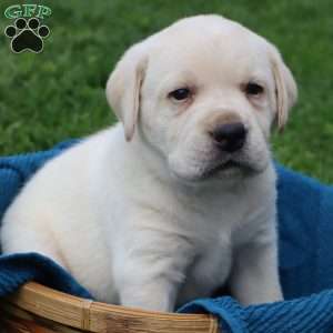 Irvin, Yellow Labrador Retriever Puppy