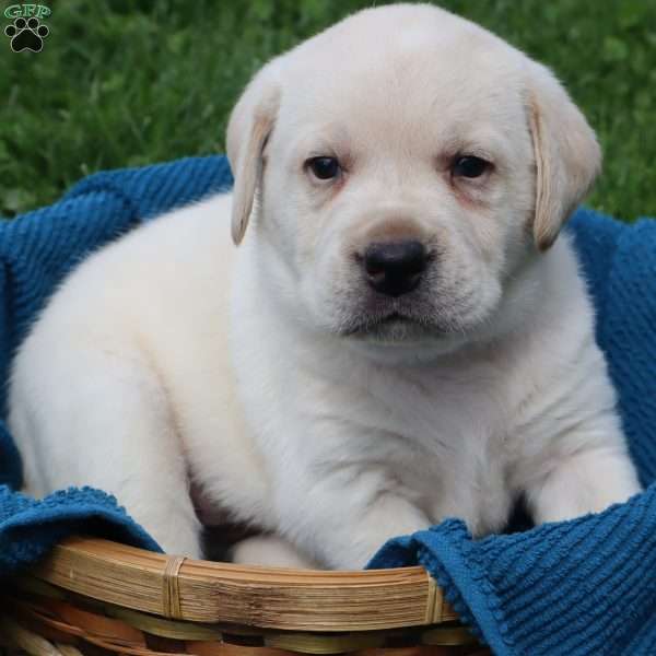 Irvin, Yellow Labrador Retriever Puppy