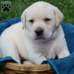 Irvin, Yellow Labrador Retriever Puppy