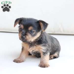 Millie, Yorkie Puppy