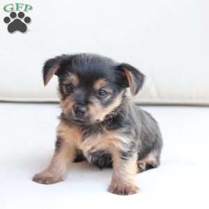 Millie, Yorkie Puppy
