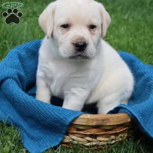 Irvin, Yellow Labrador Retriever Puppy