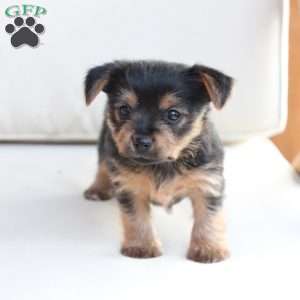 Millie, Yorkie Puppy