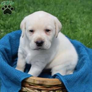 Irvin, Yellow Labrador Retriever Puppy