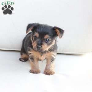 Millie, Yorkie Puppy