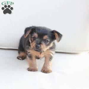 Millie, Yorkie Puppy
