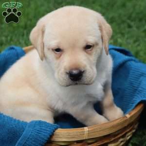 Ira, Yellow Labrador Retriever Puppy