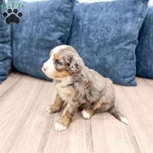 Cricket, Mini Bernedoodle Puppy