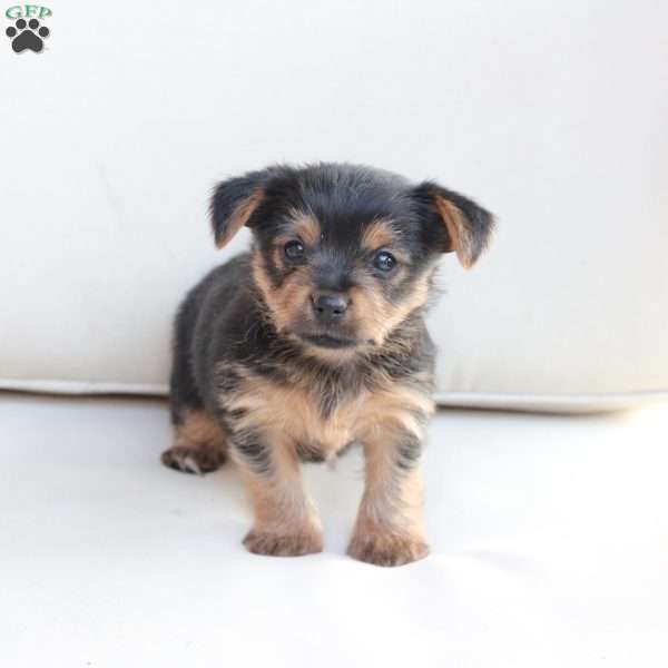 Millie, Yorkie Puppy