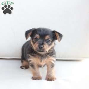 Millie, Yorkie Puppy