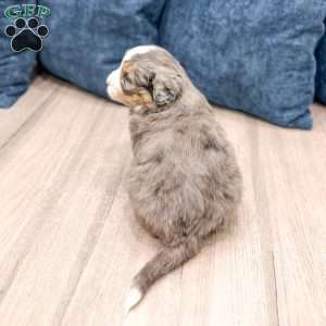 Cricket, Mini Bernedoodle Puppy