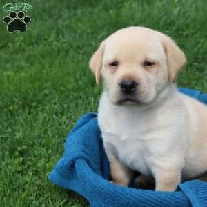 Ira, Yellow Labrador Retriever Puppy