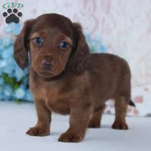 Hamilton, Dachshund Puppy