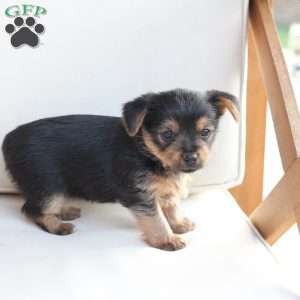 Millie, Yorkie Puppy