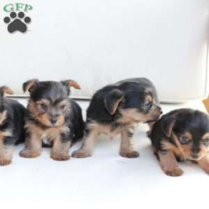 Millie, Yorkie Puppy