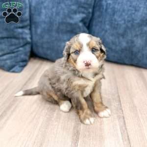 Cricket, Mini Bernedoodle Puppy