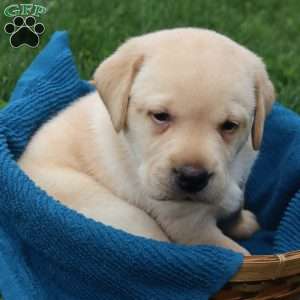 Ira, Yellow Labrador Retriever Puppy