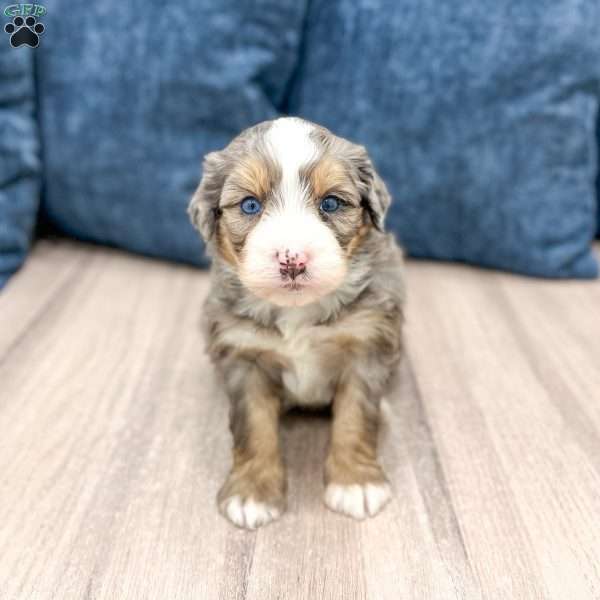 Cricket, Mini Bernedoodle Puppy