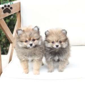 Jack, Pomeranian Puppy