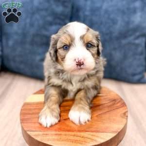 Cricket, Mini Bernedoodle Puppy