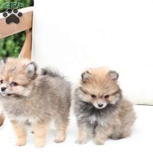 Jack, Pomeranian Puppy