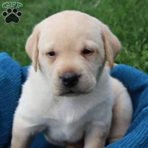 Ira, Yellow Labrador Retriever Puppy
