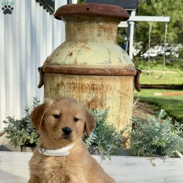 Thelma, Golden Retriever Puppy