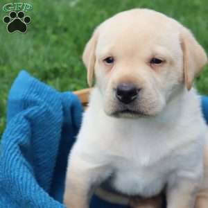Ira, Yellow Labrador Retriever Puppy