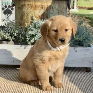 Thelma, Golden Retriever Puppy