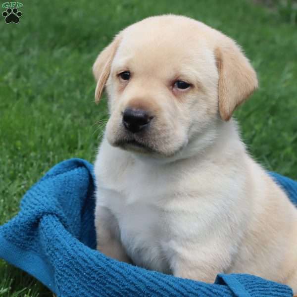 Ira, Yellow Labrador Retriever Puppy