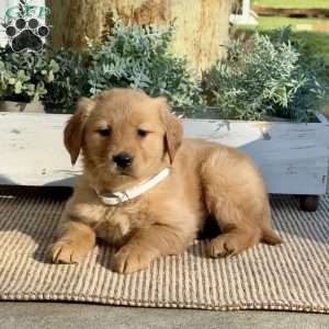 Thelma, Golden Retriever Puppy